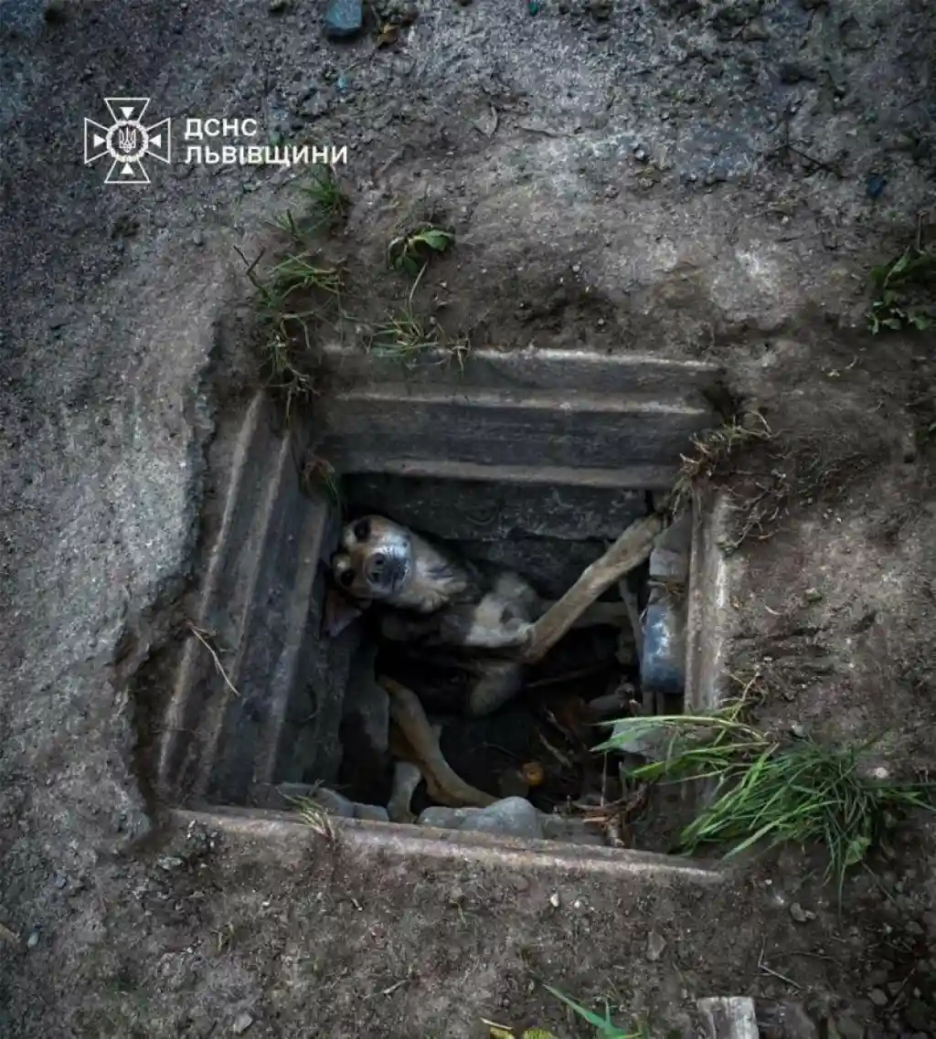 У Дрогобичі рятувальники витягли собаку з каналізаційного колодязя
