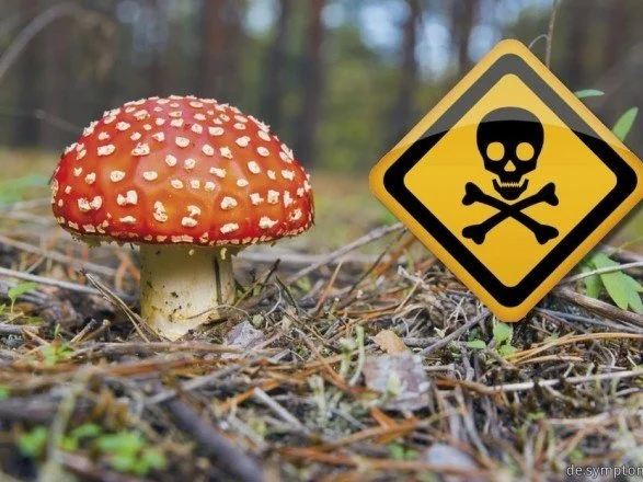 На Львівщині хлопчик потрапив до лікарні після отруєння грибами