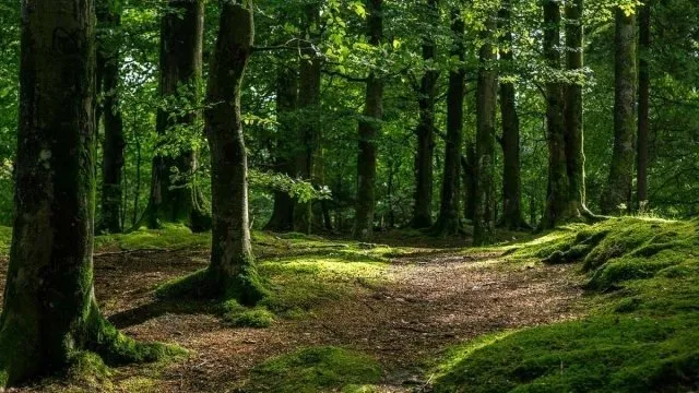 У Львівському районі службовий собака допоміг врятувати чоловіка, який заблукав у лісі