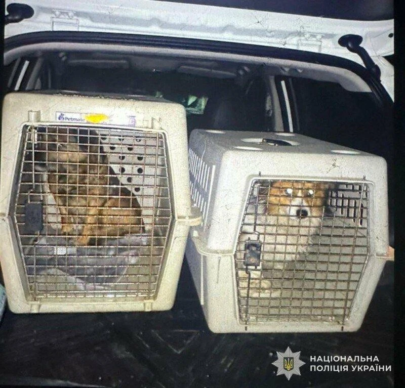 Львів міняє обличчя вулиць: місто прощається з десятками тимчасових споруд