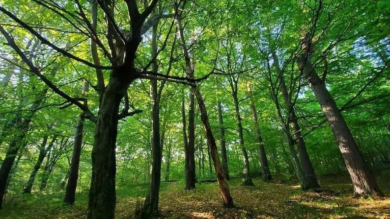 Львівщина приростає новими заповідниками: дві природні пам’ятки отримали офіційний статус