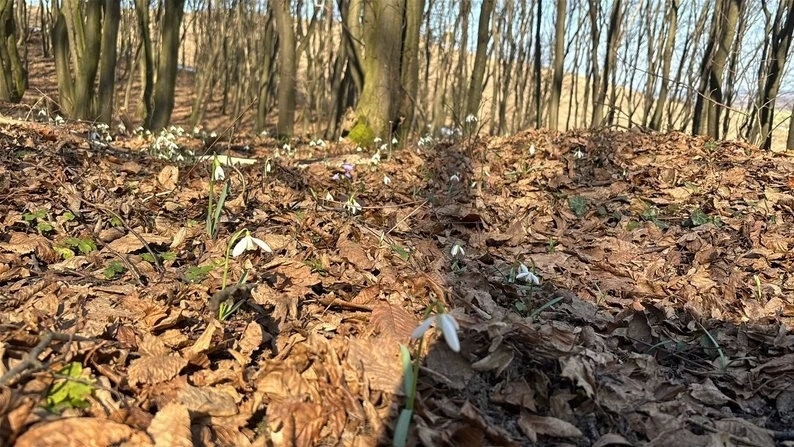На Львівщині з’явилися перші підсніжники: де можна побачити весняні первоцвіти