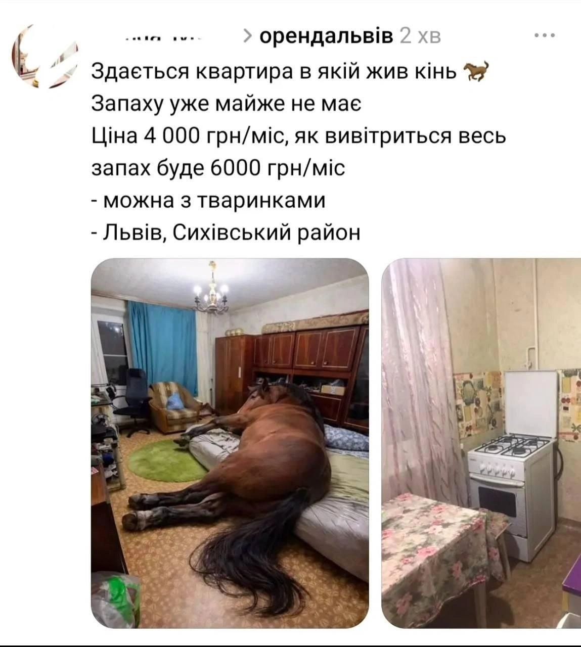Оренда з «сюрпризом»: у Сихівському районі Львова здають житло після коня