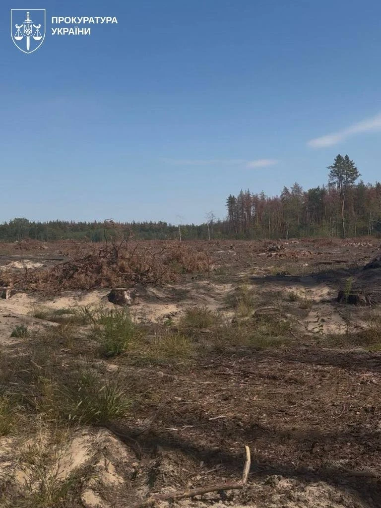Масштабна порубка за вигаданими правилами: на Львівщині депутат організував нищення лісу на 103 млн грн