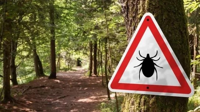 Тимчасові обмеження у Львові: дезінфекція проти кліщів охопить нові парки