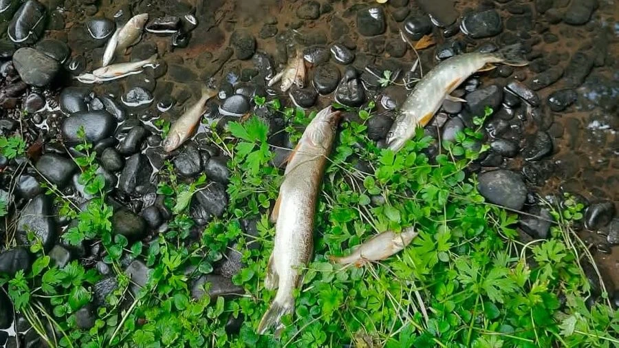 Отруйна вода: поліція розслідує масову екологічну катастрофу на річці Бережниця